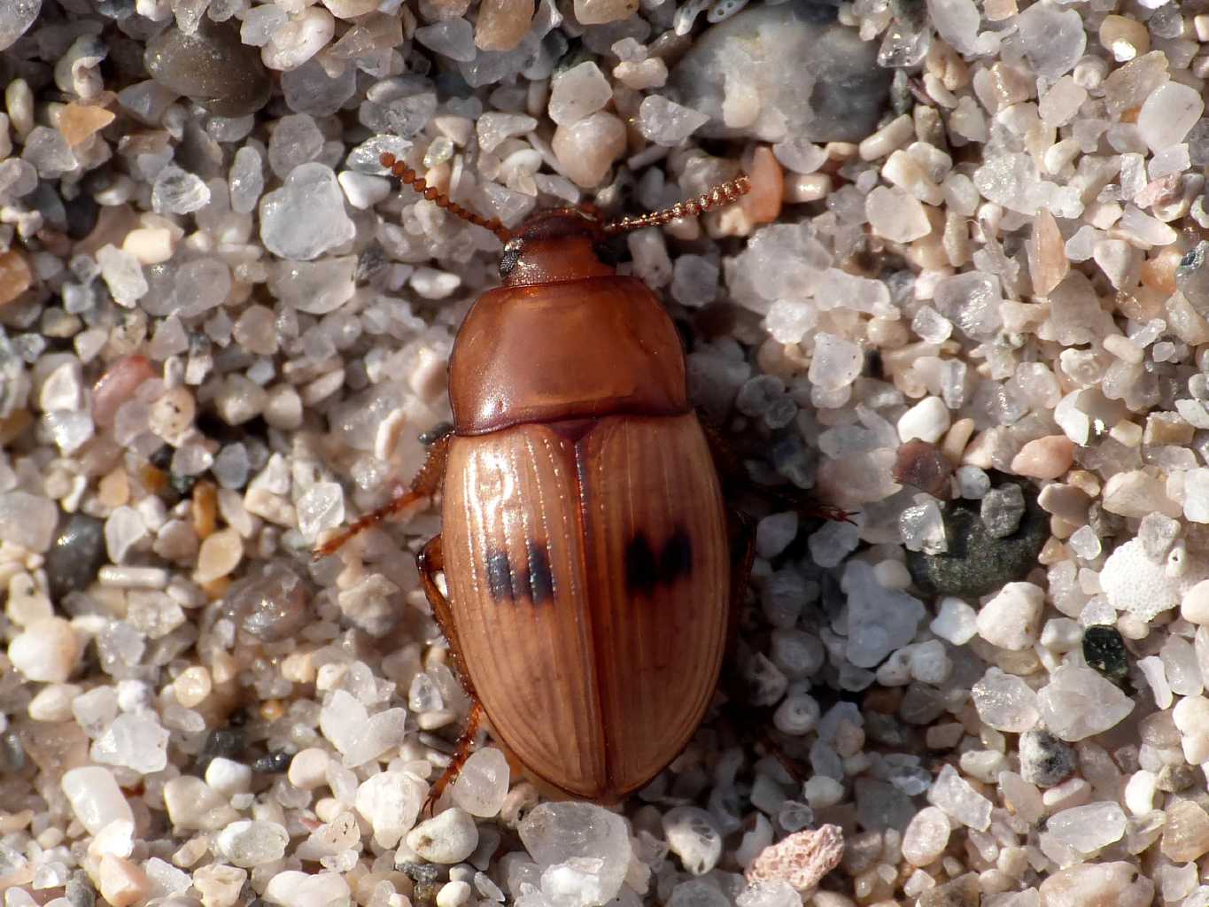 Phaleria reveillerei: variazioni